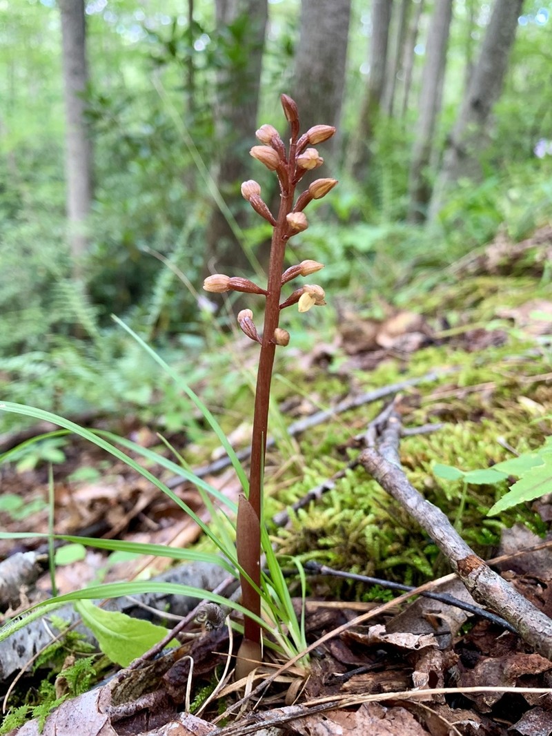 Bentley's Coralroot photo 6