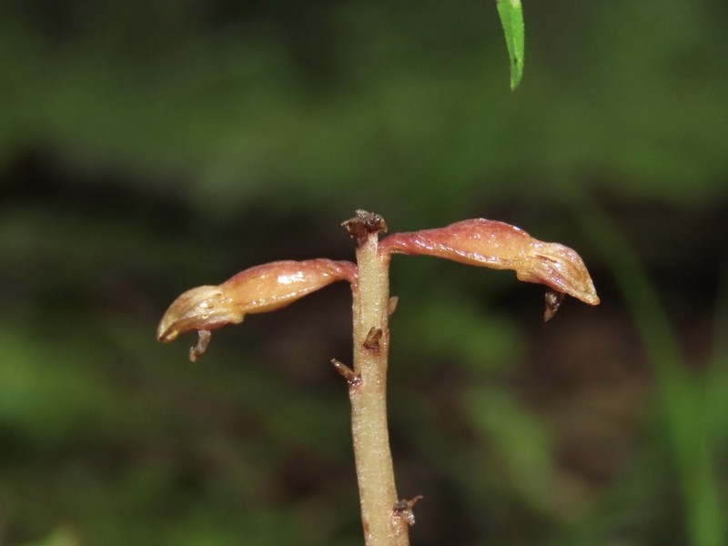 Bentley's Coralroot photo 7