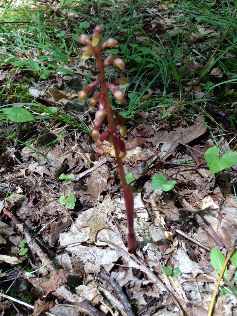 Bentley's Coralroot photo 8