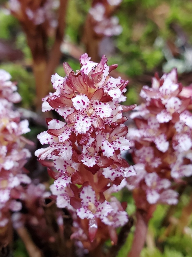Summer Coralroot