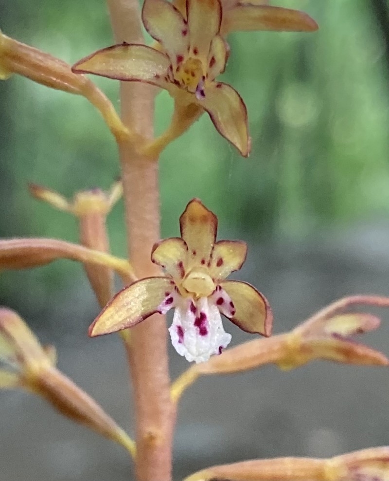 Summer Coralroot photo 2