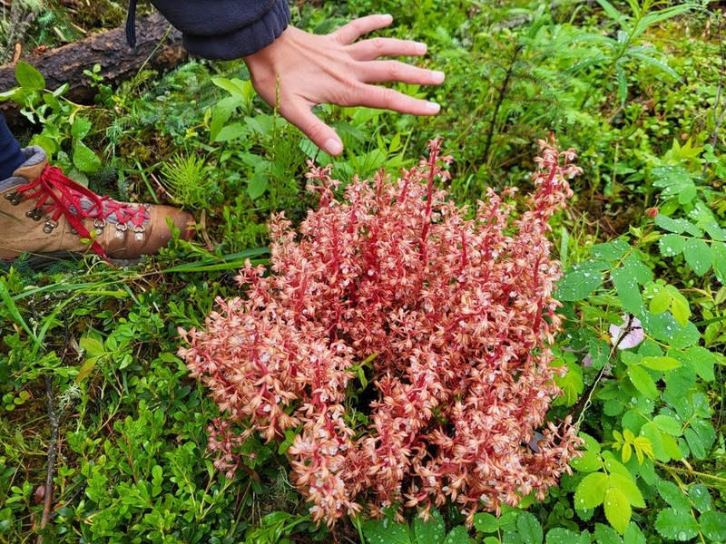Summer Coralroot photo 3