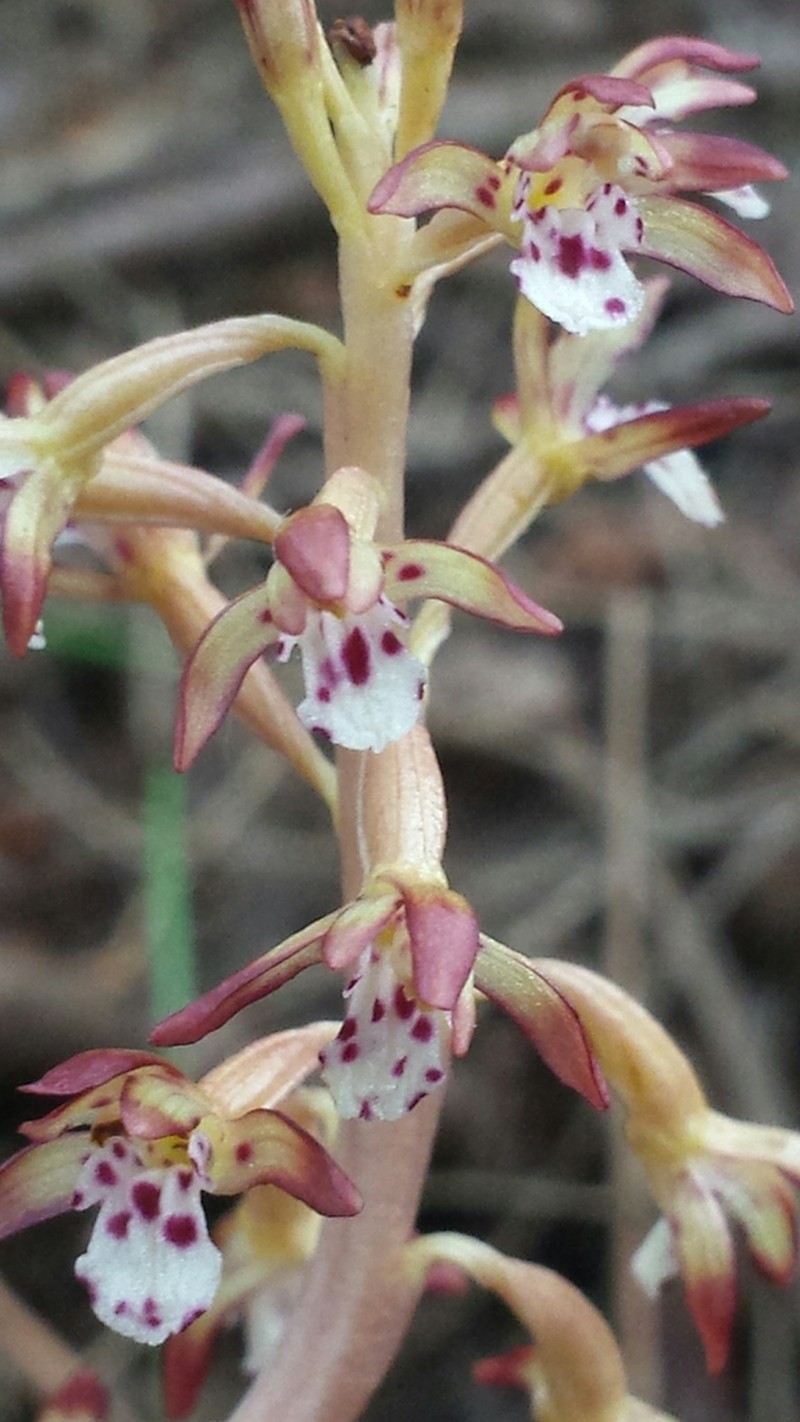Summer Coralroot photo 5