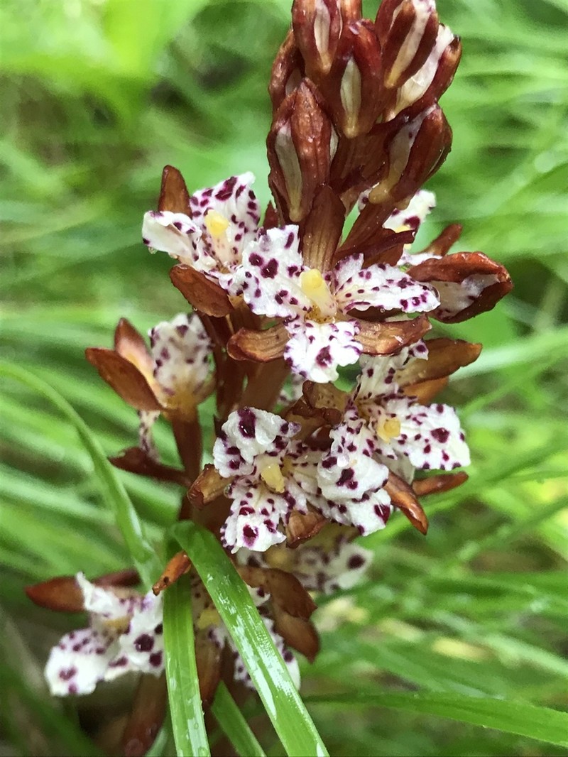 Summer Coralroot photo 6