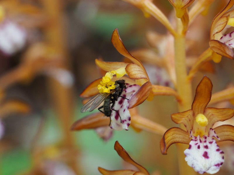 Summer Coralroot photo 7
