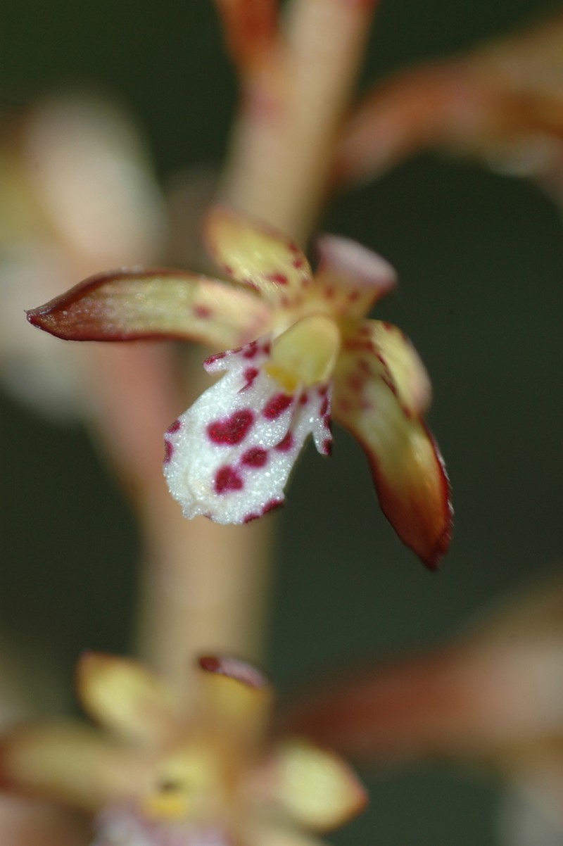 Summer Coralroot photo 8