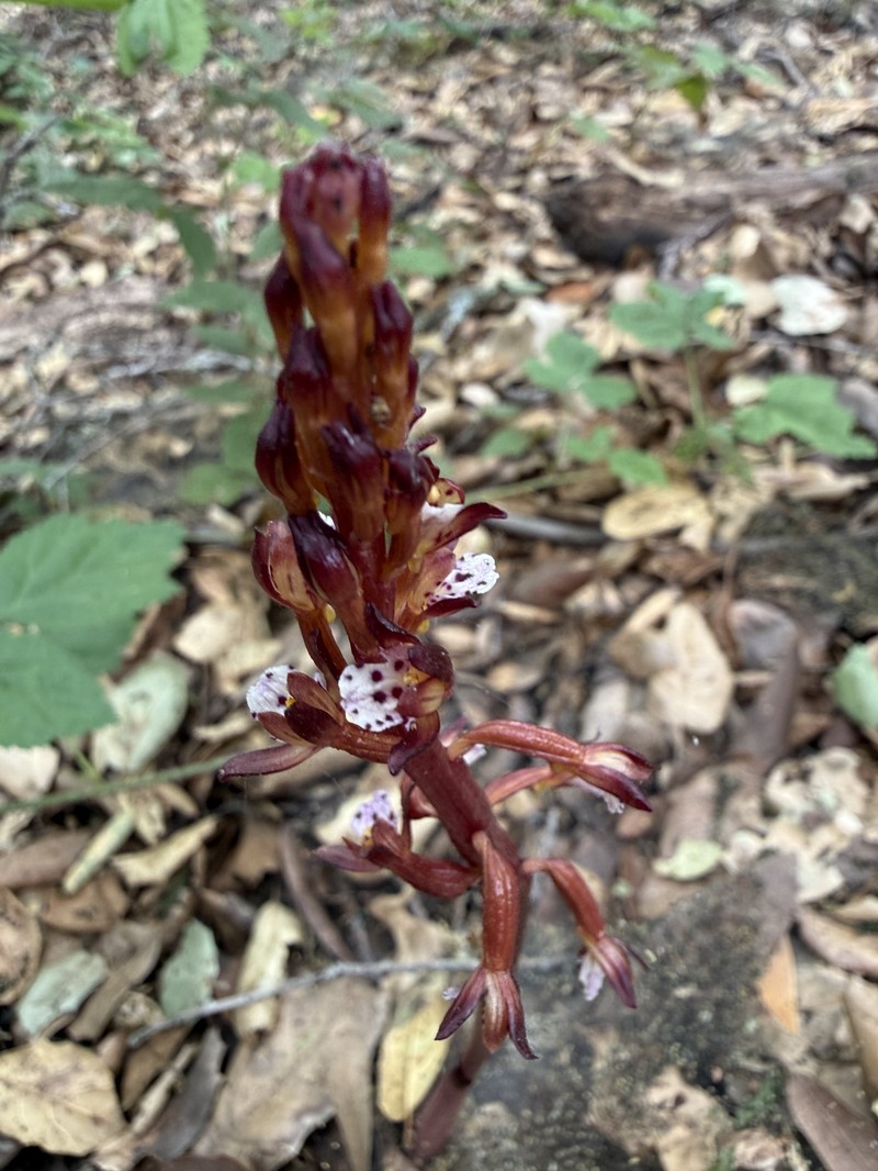 Corallorhiza maculata var. occidentalis