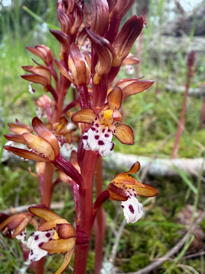 Corallorhiza maculata var. occidentalis photo 2