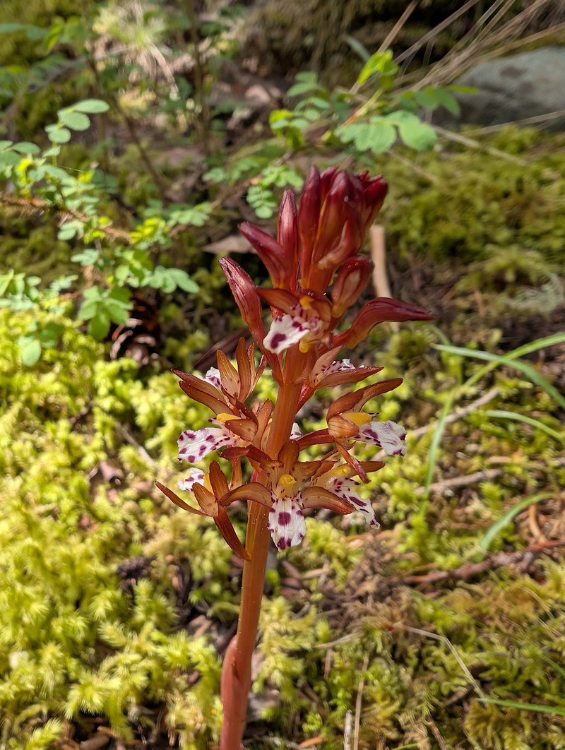 Corallorhiza maculata var. occidentalis photo 3