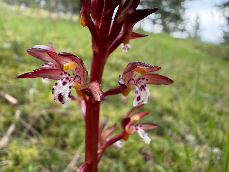 Corallorhiza maculata var. occidentalis photo 4