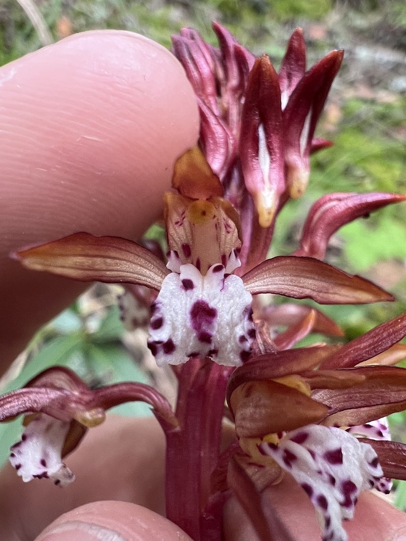 Corallorhiza maculata var. occidentalis photo 5