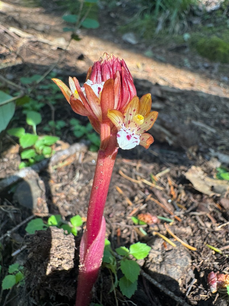 Corallorhiza maculata var. occidentalis photo 6