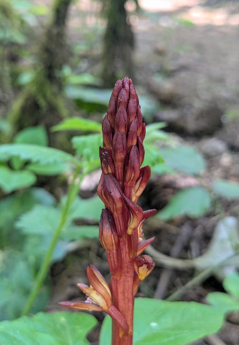 Corallorhiza maculata var. occidentalis photo 7