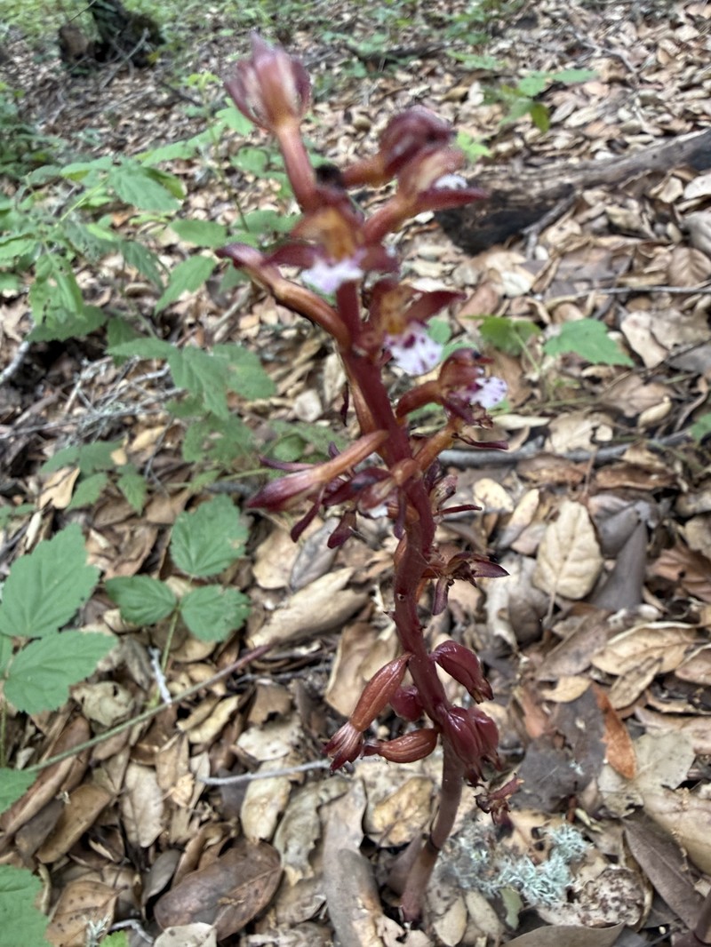 Corallorhiza maculata var. occidentalis photo 8