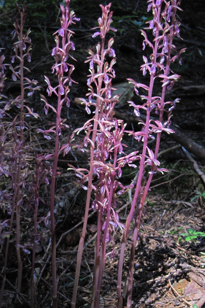 Pacific Coralroot
