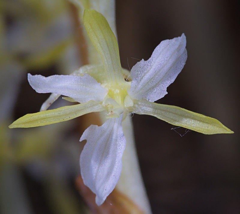 Pacific Coralroot