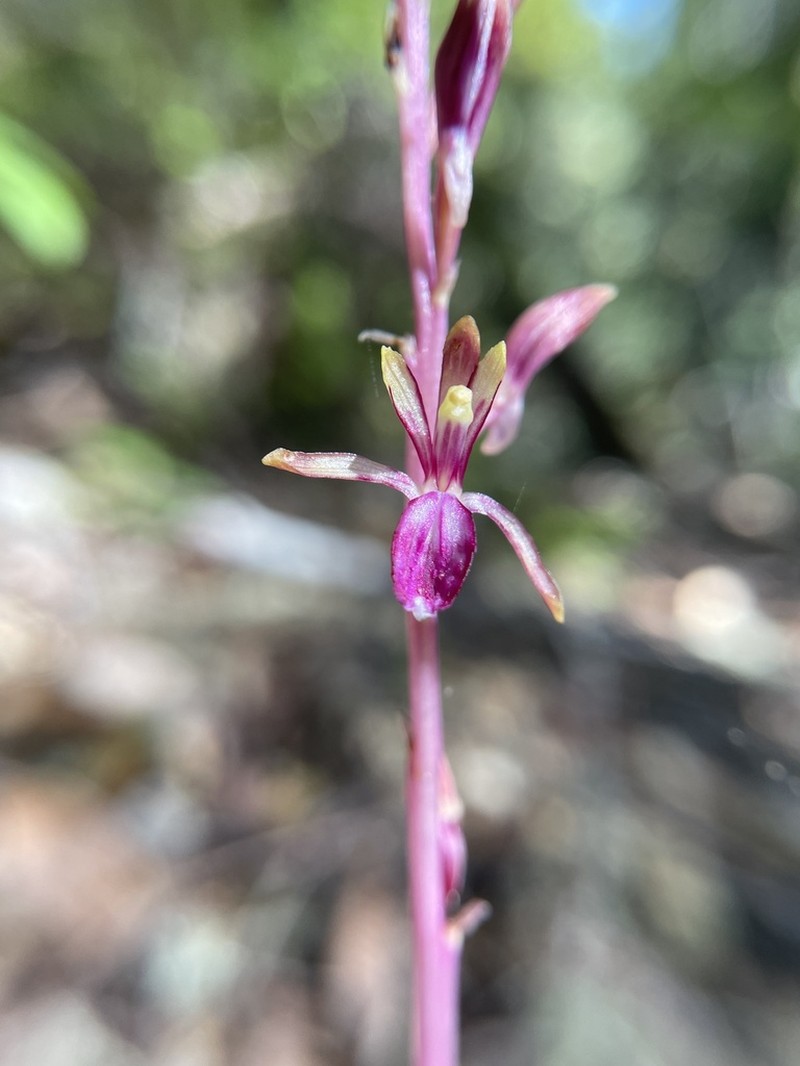 Pacific Coralroot photo 2
