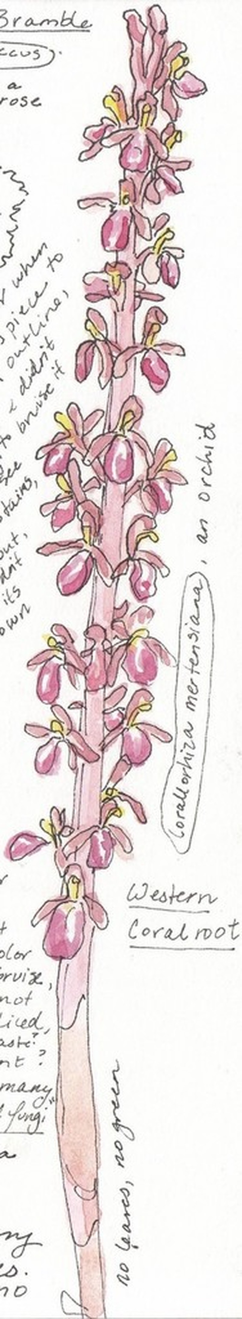Pacific Coralroot photo 3