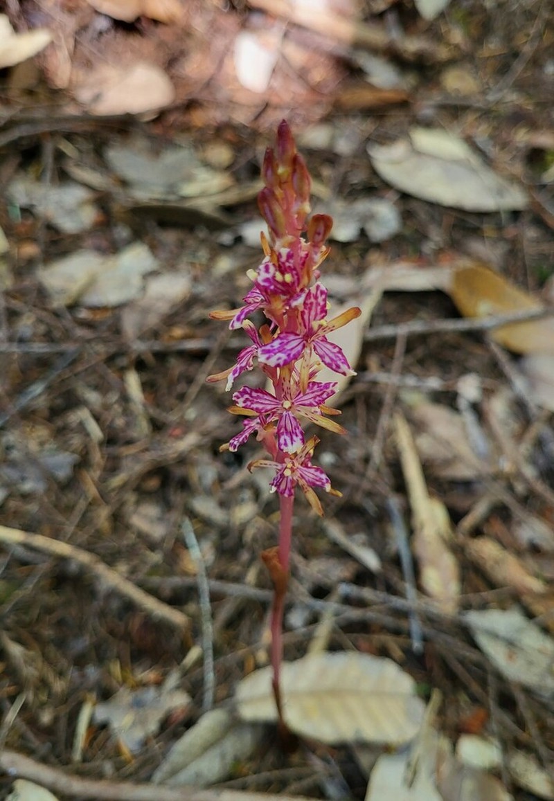 Pacific Coralroot photo 4