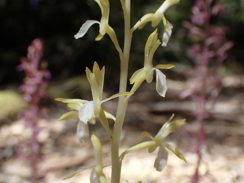 Pacific Coralroot photo 5