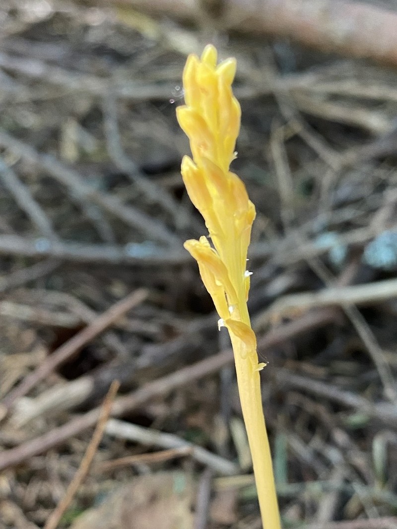 Pacific Coralroot photo 6
