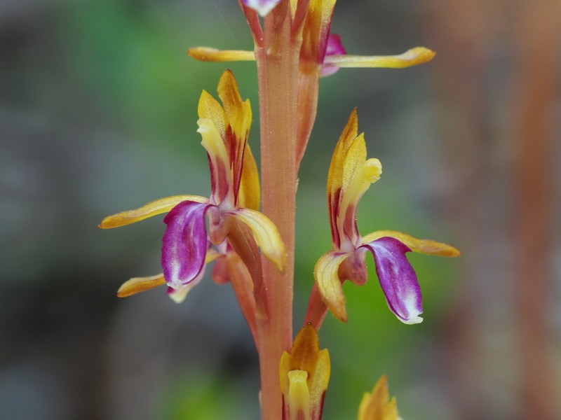 Pacific Coralroot photo 7