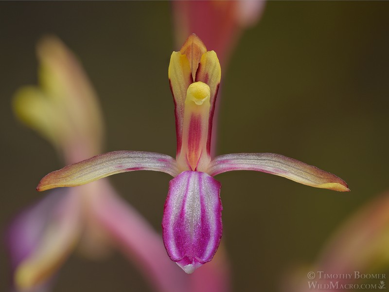 Pacific Coralroot photo 8