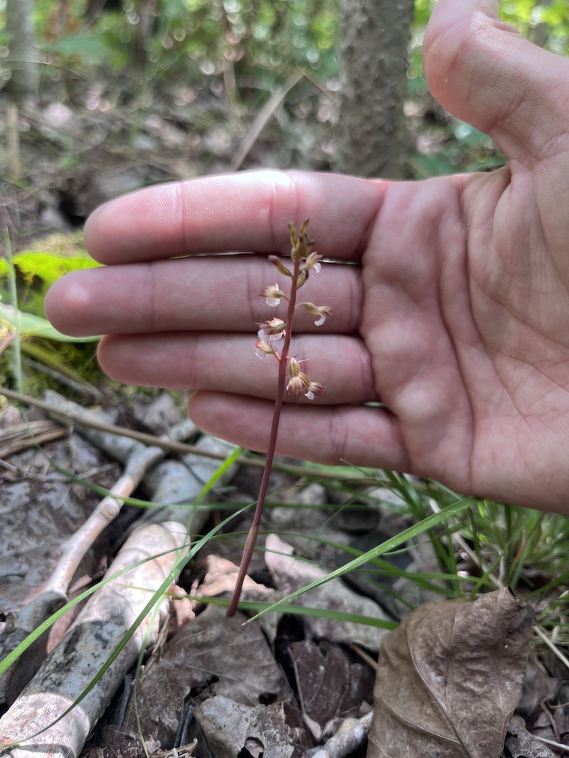 Corallorhiza odontorhiza var. pringlei