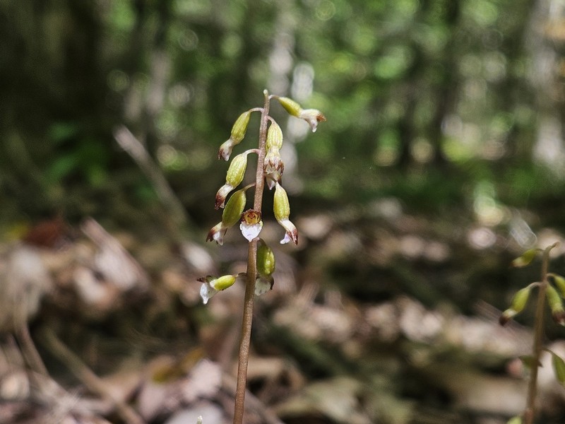 Corallorhiza odontorhiza var. pringlei photo 2