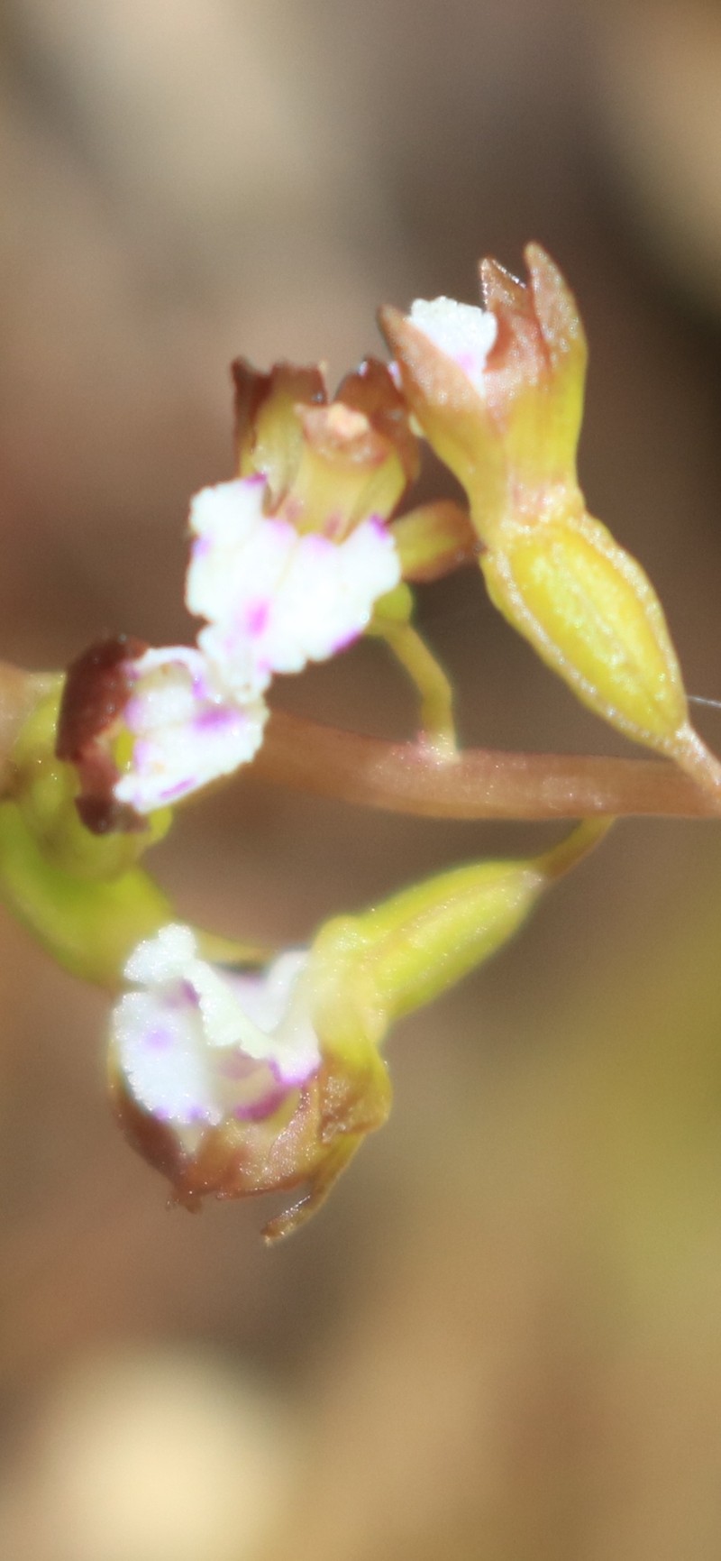 Corallorhiza odontorhiza var. pringlei photo 3