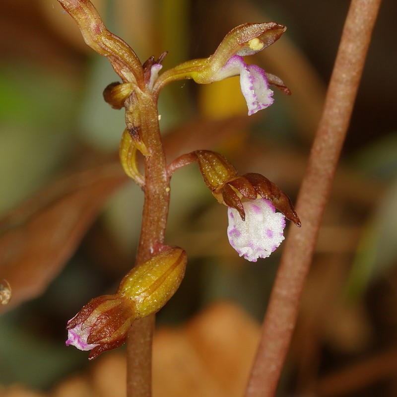 Corallorhiza odontorhiza var. pringlei photo 4