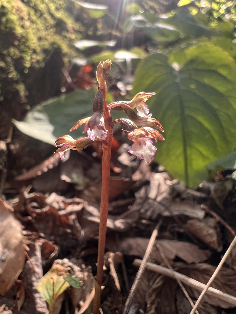 Corallorhiza odontorhiza var. pringlei photo 5