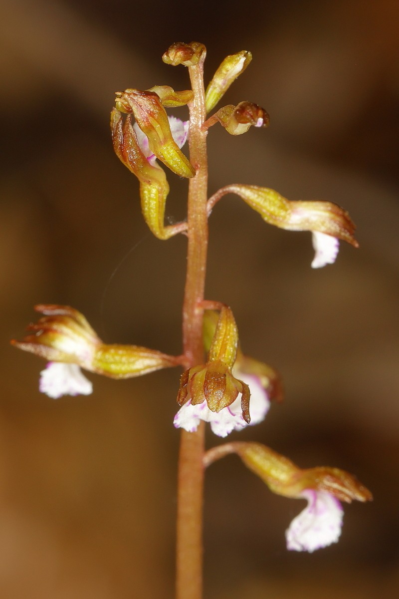 Corallorhiza odontorhiza var. pringlei photo 6