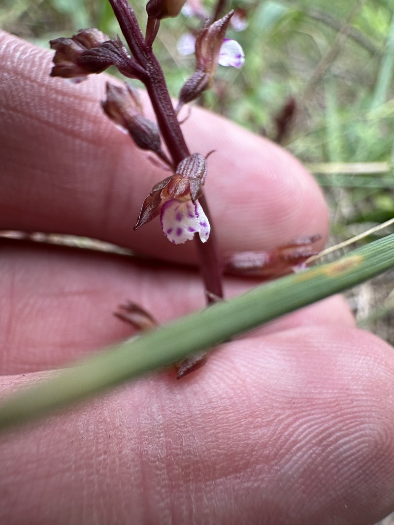 Corallorhiza odontorhiza var. pringlei photo 7