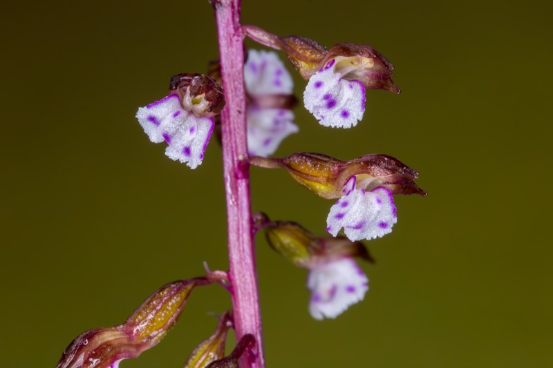Corallorhiza odontorhiza var. pringlei photo 8