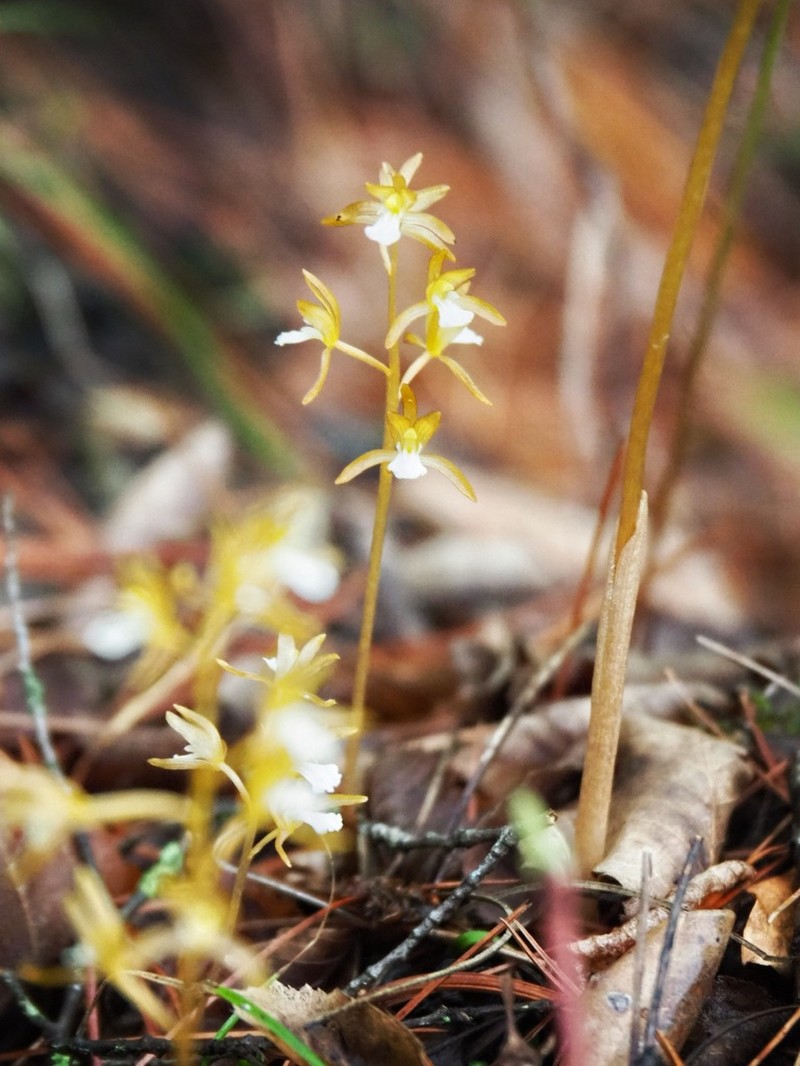 Corallorhiza sinensis