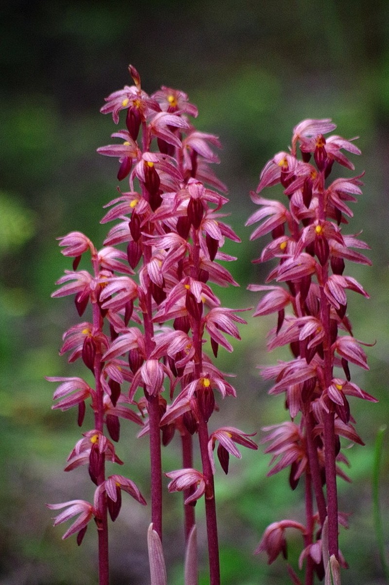 Hooded Coralroot