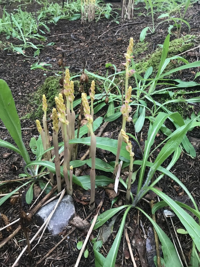 Hooded Coralroot photo 2