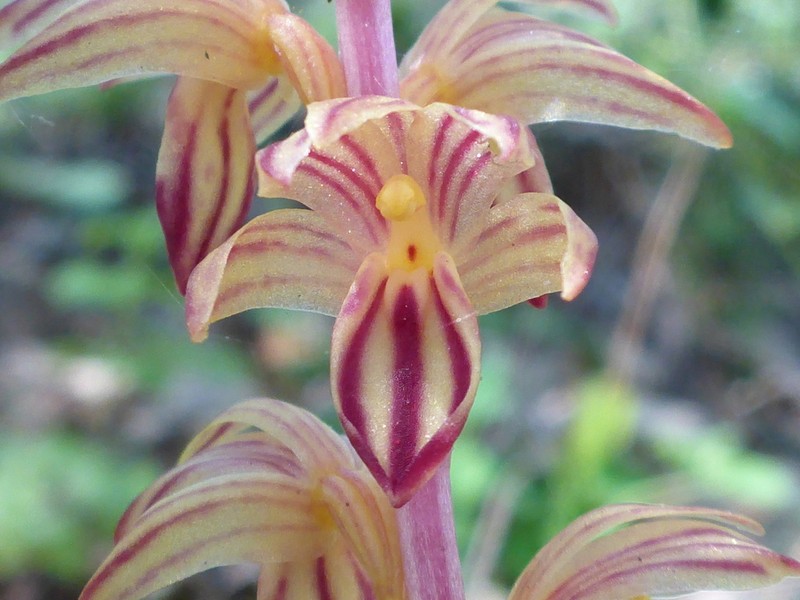 Hooded Coralroot photo 3
