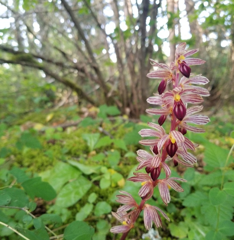Hooded Coralroot photo 4