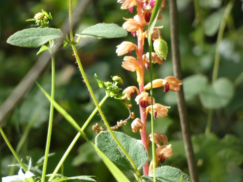 Hooded Coralroot photo 5