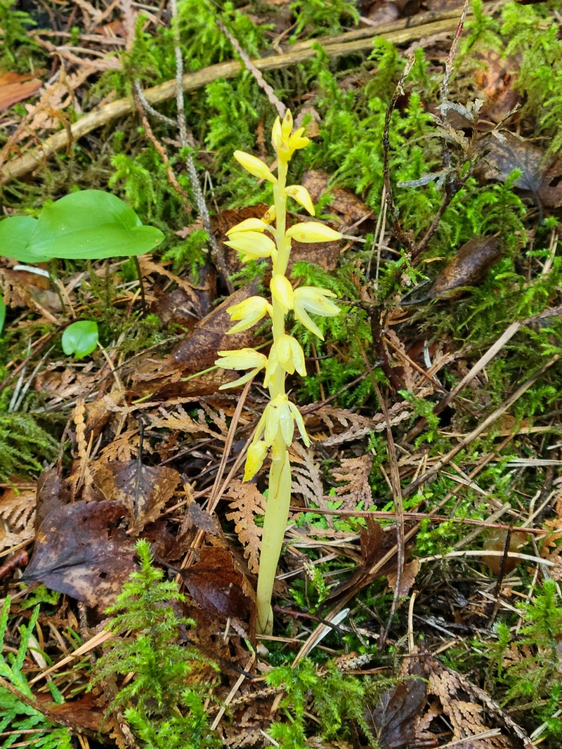 Hooded Coralroot photo 6