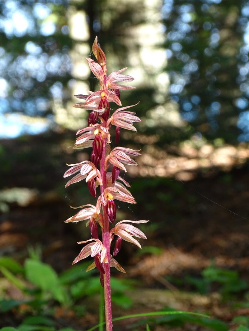 Hooded Coralroot photo 7