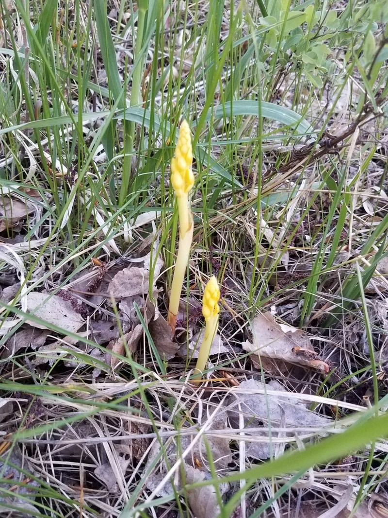 Hooded Coralroot photo 8