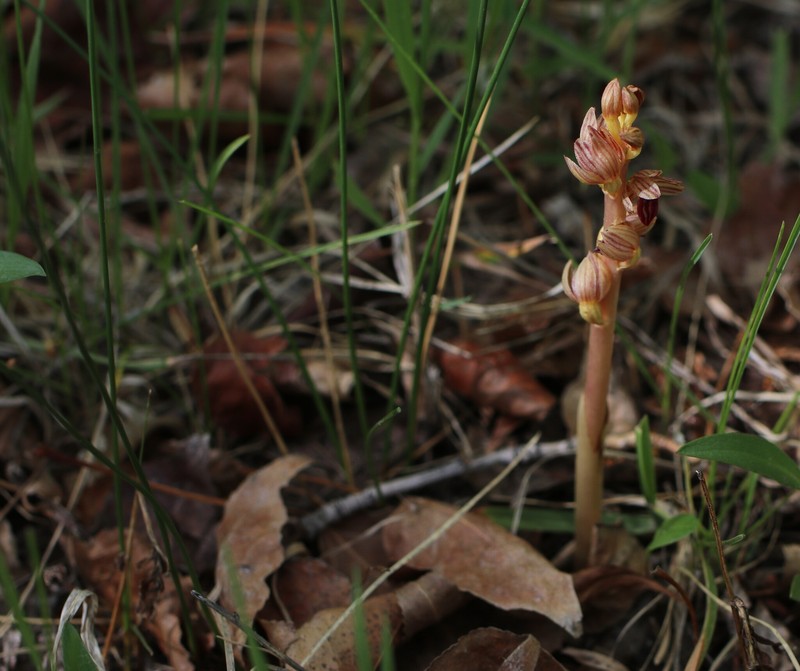 Corallorhiza striata var. vreelandii