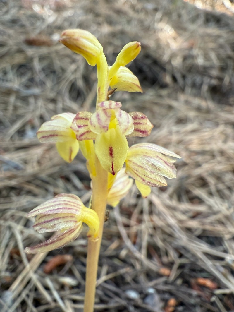 Corallorhiza striata var. vreelandii photo 2