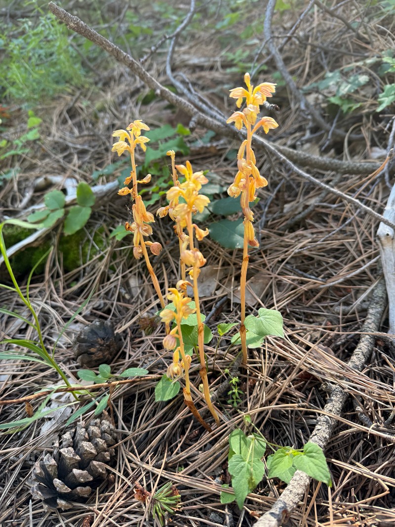 Corallorhiza striata var. vreelandii photo 3