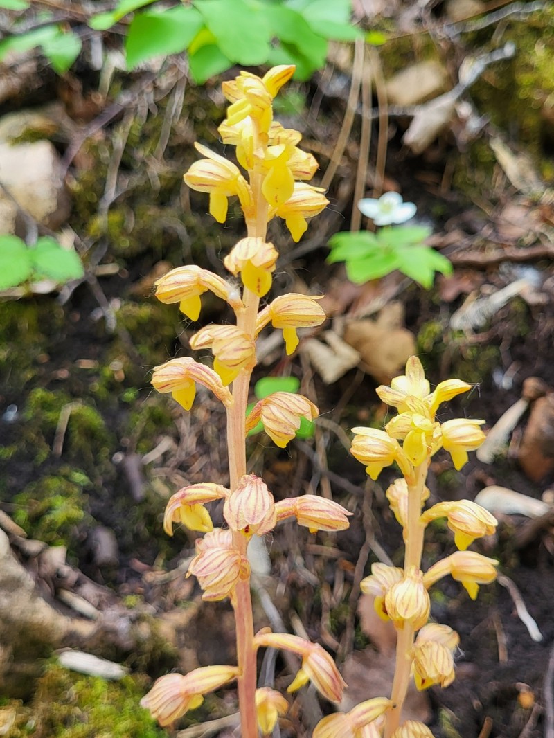 Corallorhiza striata var. vreelandii photo 4