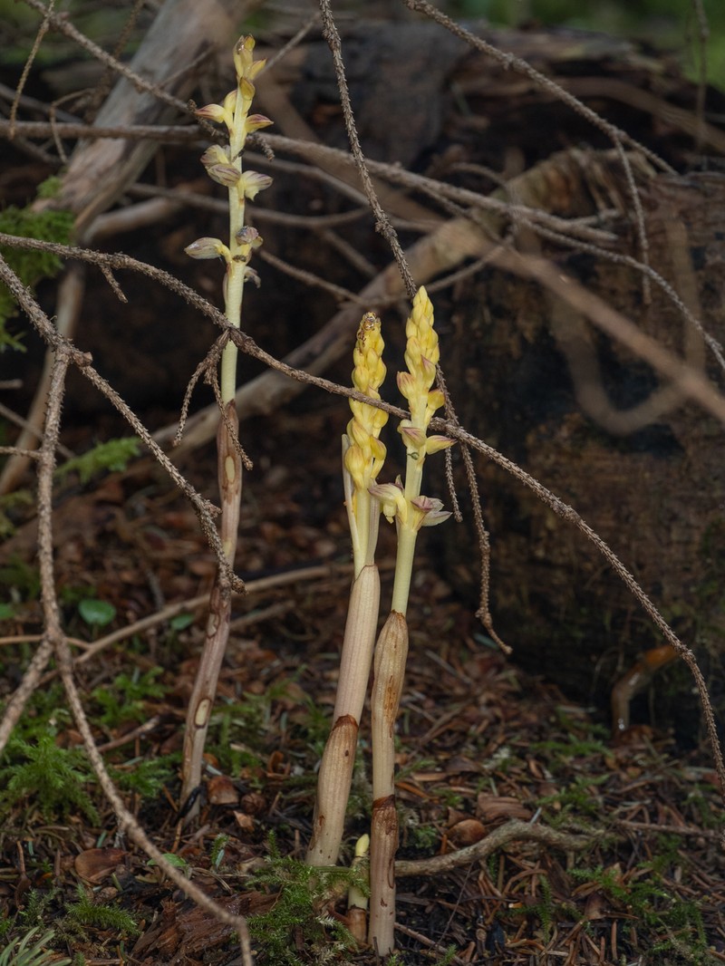 Corallorhiza striata var. vreelandii photo 5
