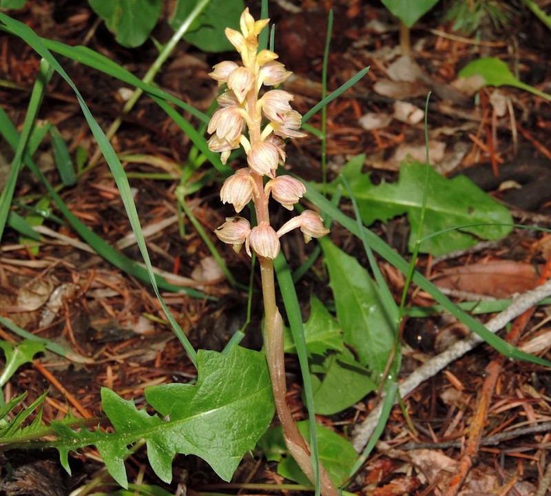 Corallorhiza striata var. vreelandii photo 6